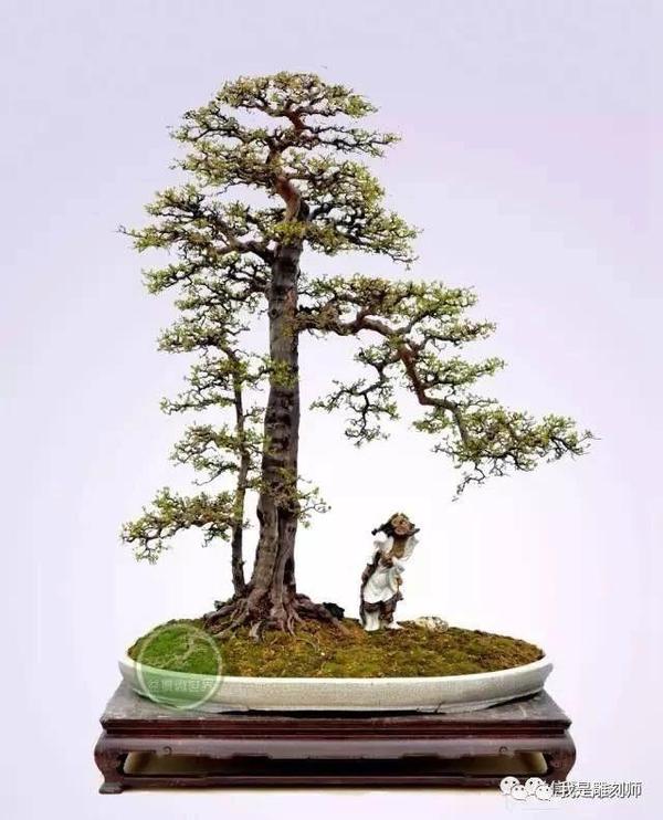 雀梅的日常养护,果断收藏!