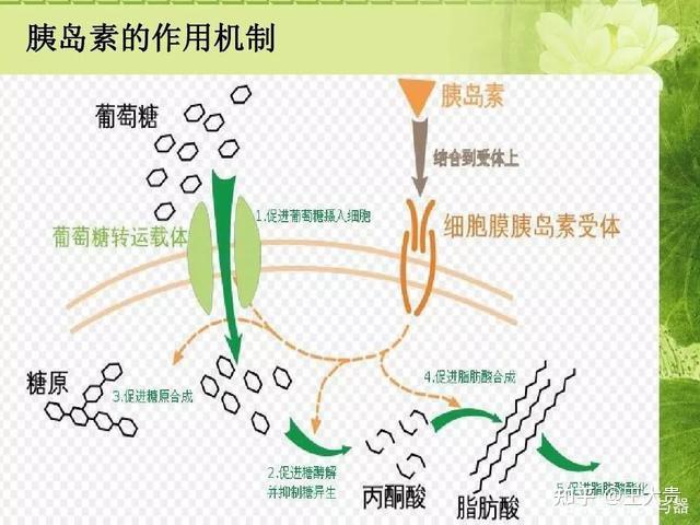 不同运动方式会对胰岛素抵抗产生怎样的影响