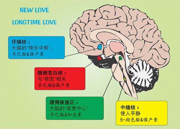 93 脑成像技术预测爱情是否能长久