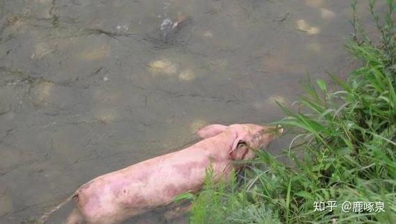 水烧开的现象 v2-fc64f01baf97de3af68bf2ee03197e7c_r.jpg