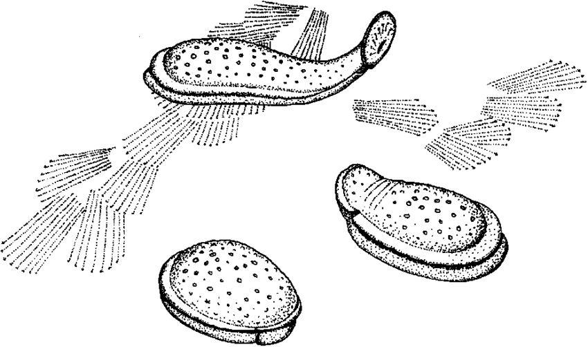 最早的软体动物(4)埃迪卡拉动物"金伯拉虫"【睡软30】 - 知乎