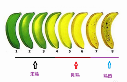 有些外部光泽可能是青绿色,这不影响香蕉品质,因为香蕉的成熟过程一般