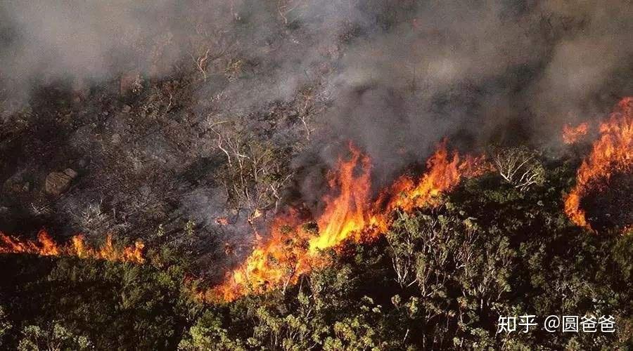 亚马逊森林大火连烧16天,地球之肺正在滴血!