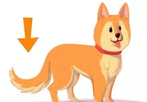 狗狗常做的12种动作，其中的含义可能跟你想的不一样 - 知乎