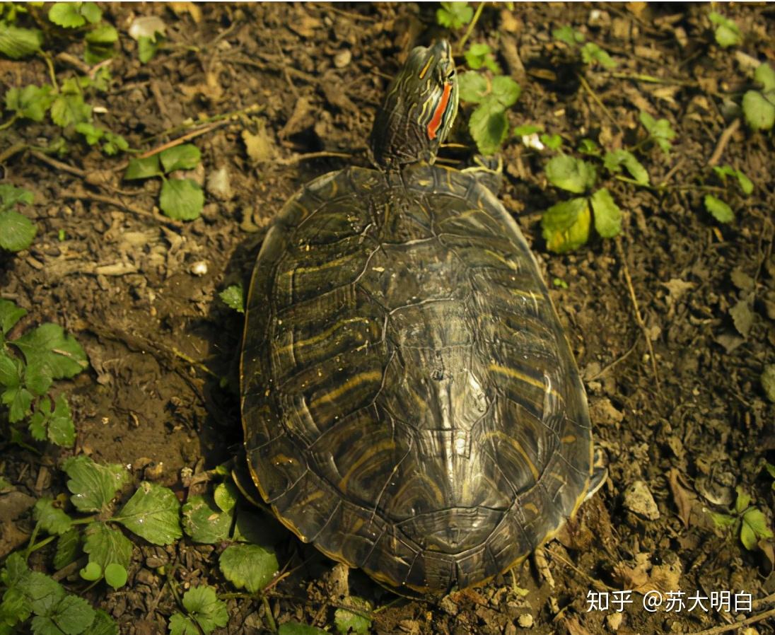 巴西龟的养殖技术 巴西龟的养殖方法_我的网站