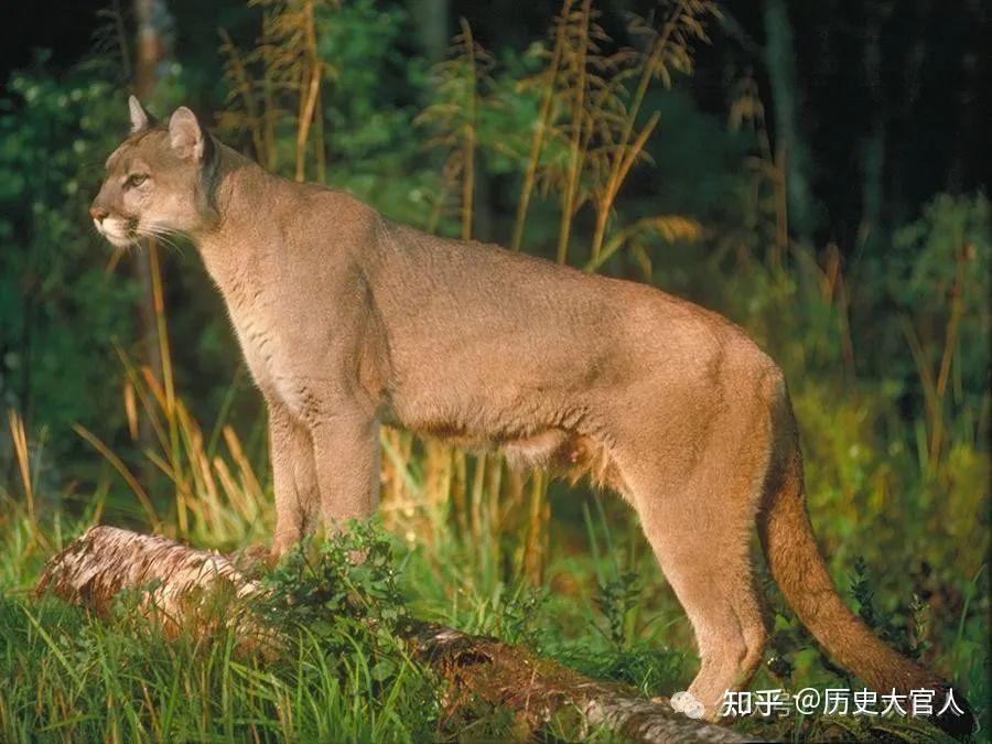 【动物门图鉴】猫科动物排名 - 知乎