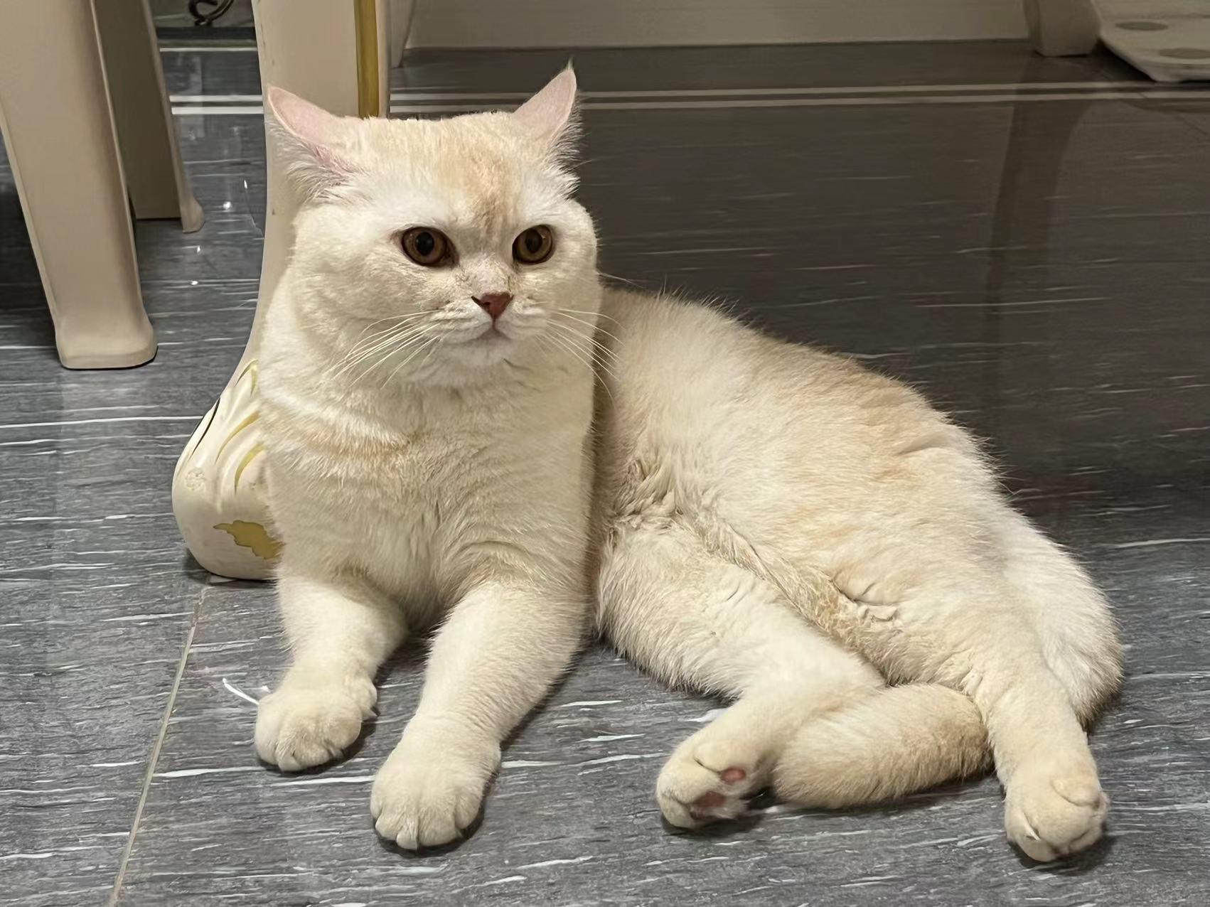 求帮忙鉴定一下这个是不是凯米尔色渐层? - 知乎