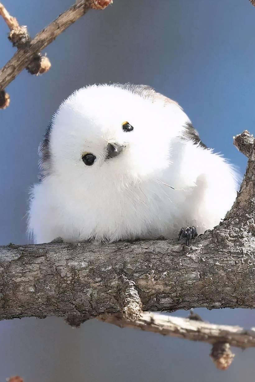 自然界有哪些颜值高的动物?