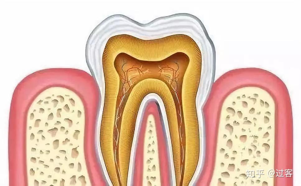 牙髓干细胞再生医学领域的临床应用潜力不可小觑