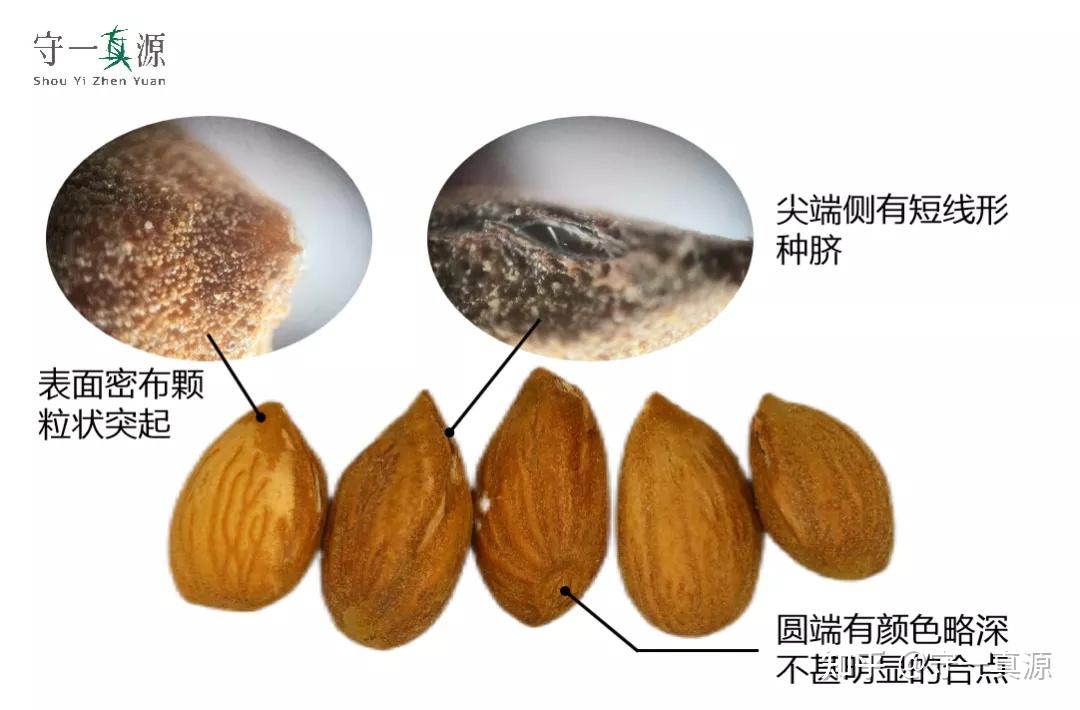 中药鉴定|脱了“马甲”的桃仁和苦杏仁,你还会分吗? - 知乎