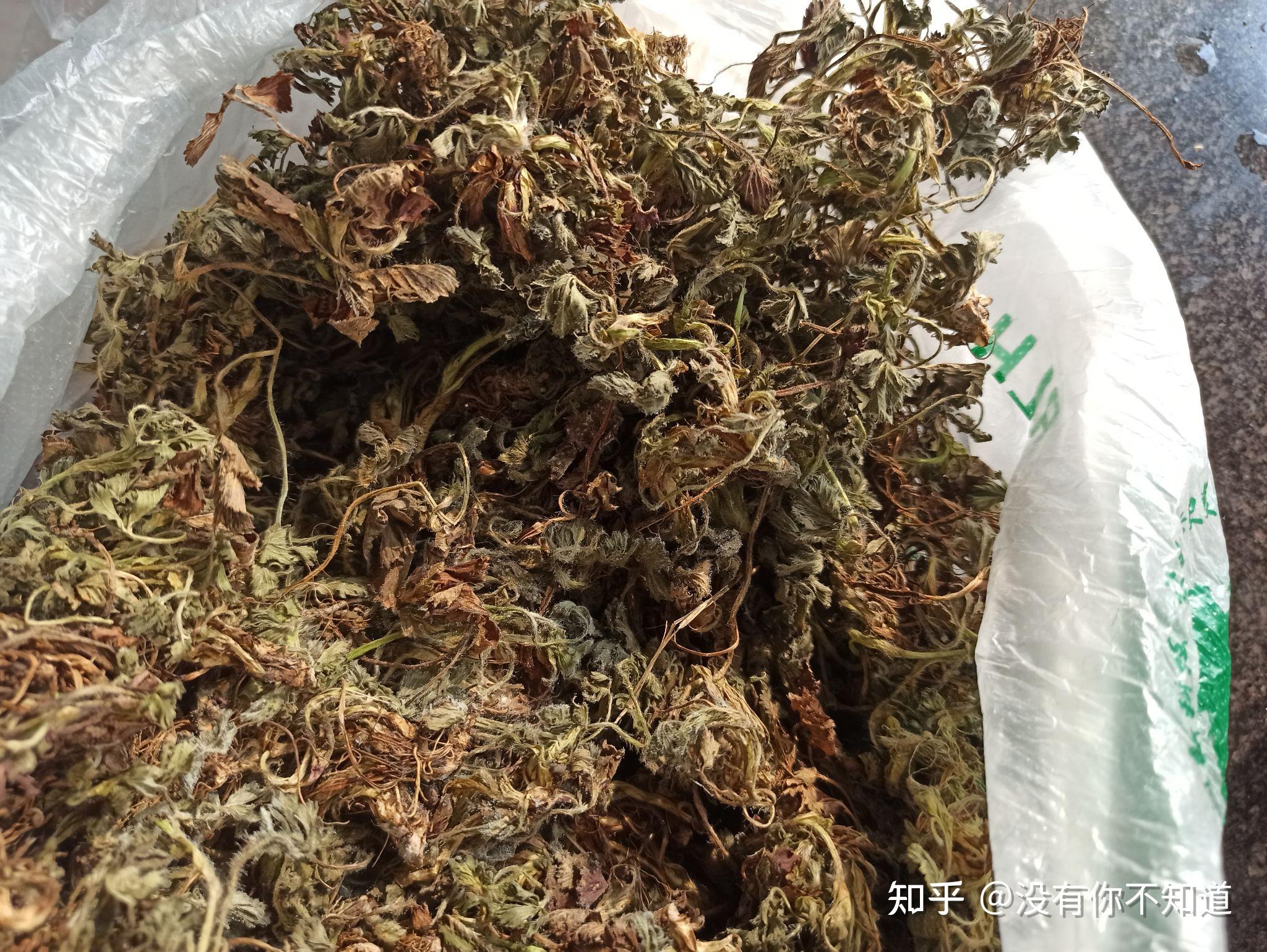 靠一種華頭深山裡的草藥把程序員的痔瘡治好了