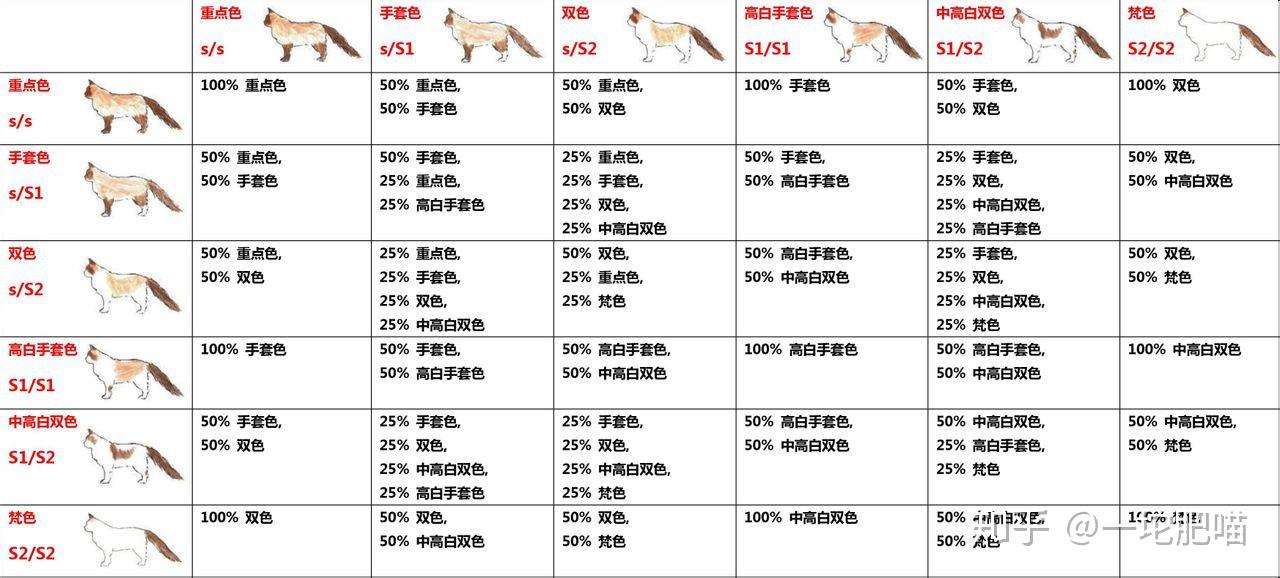 这只布偶猫母到底该配蓝双还是海双? 