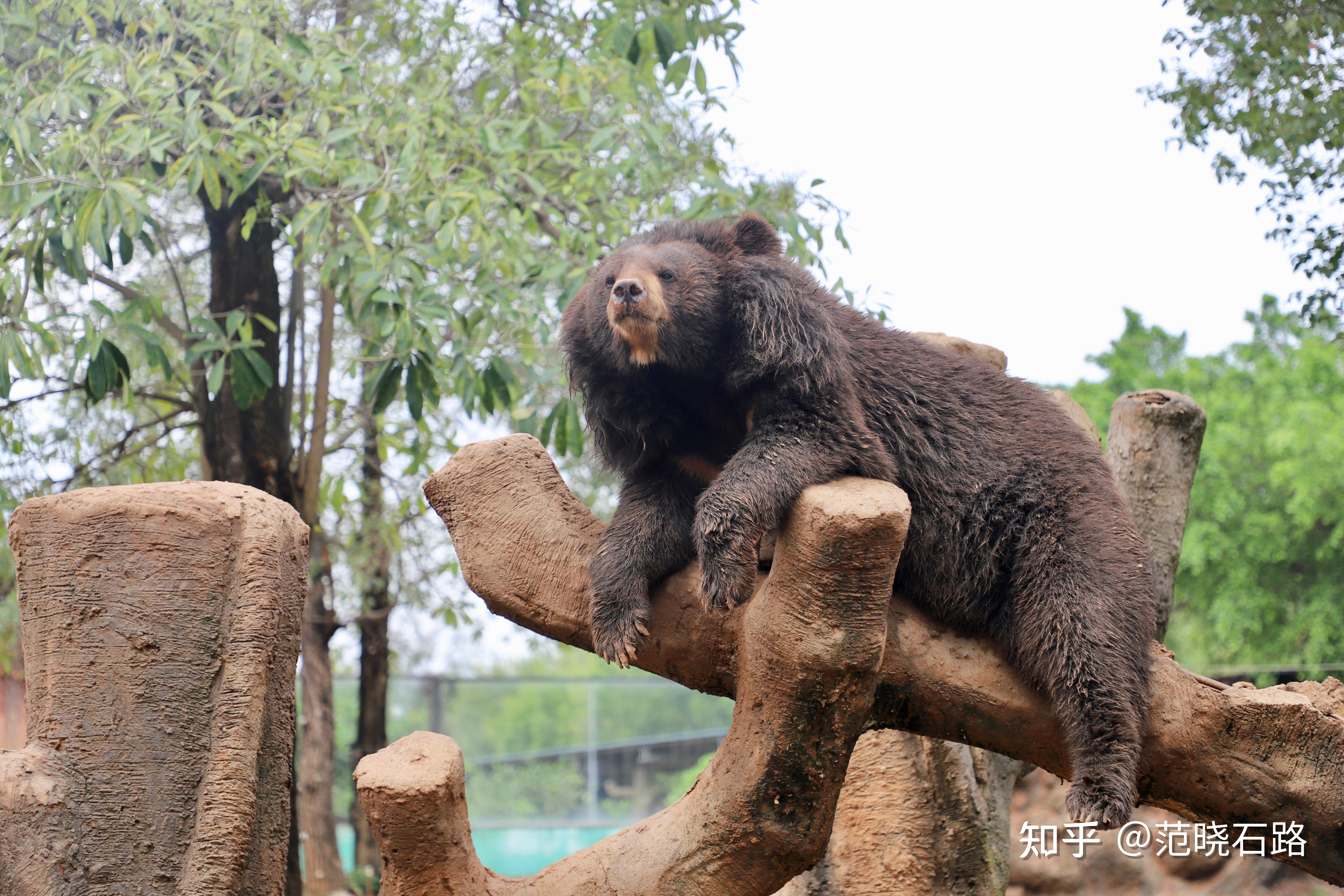 熊森動物園 - 知乎