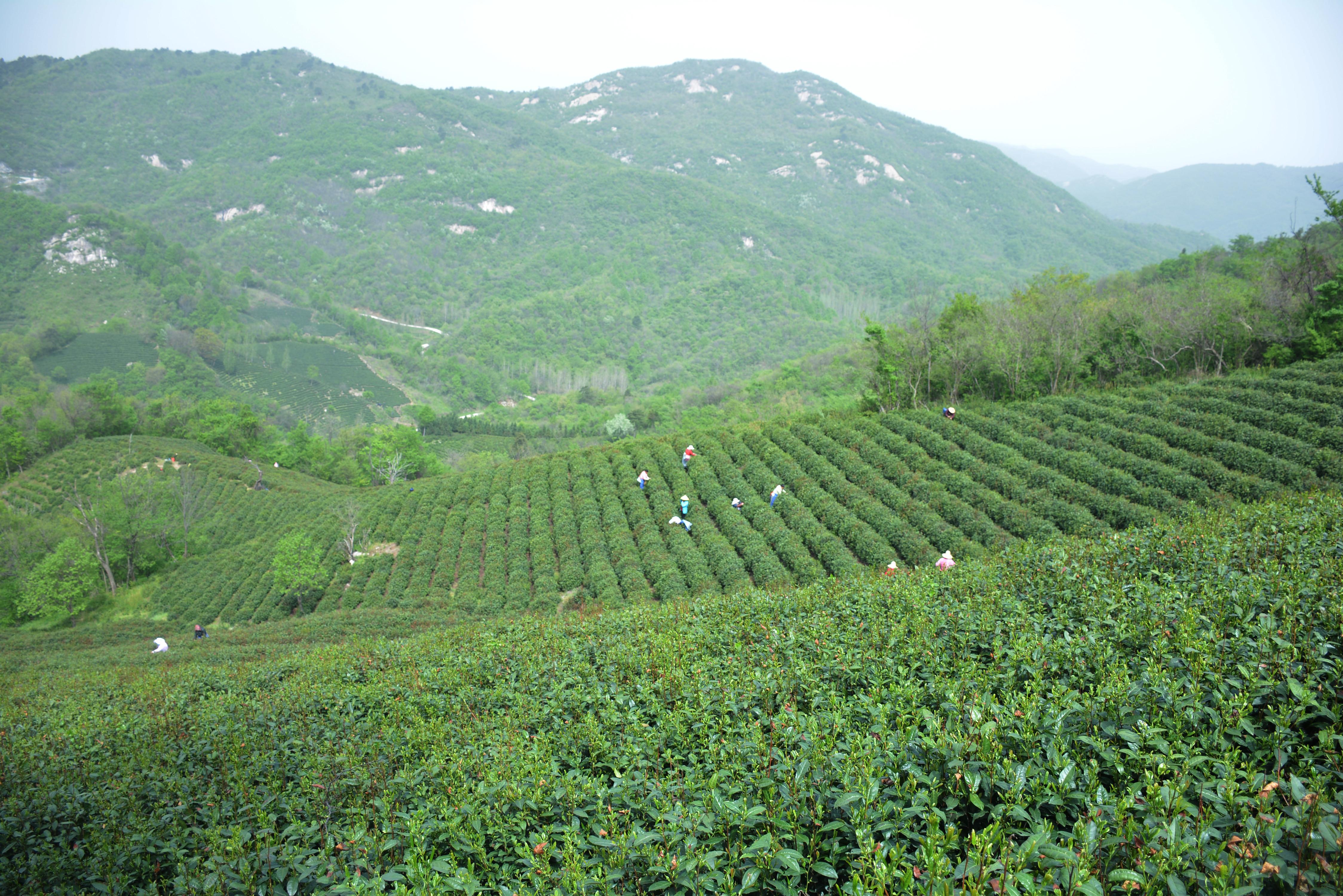 信阳毛尖茶林图片图片