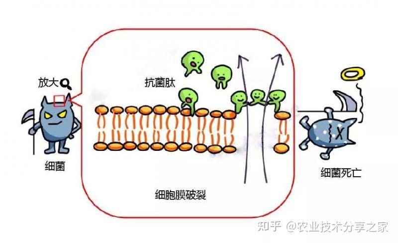 抗菌肽在农业上的作用
