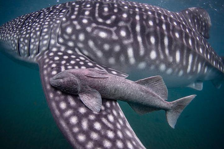 为什么动物进化不出皮甲？