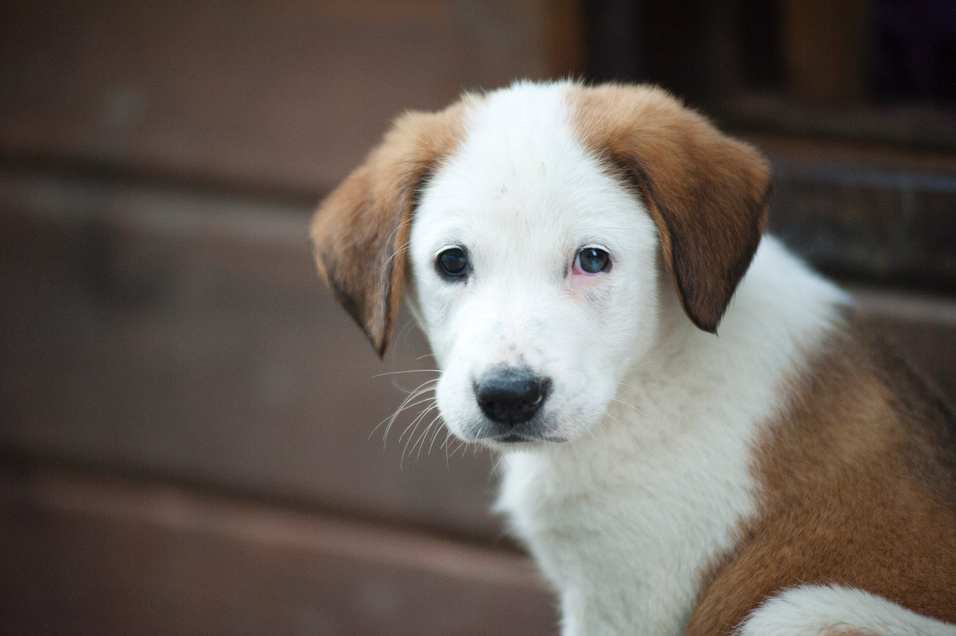 三大傳染病:狂犬病,細小,犬瘟