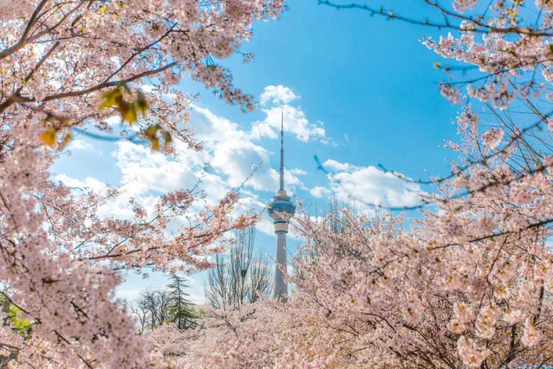 玉渊潭公园·樱花