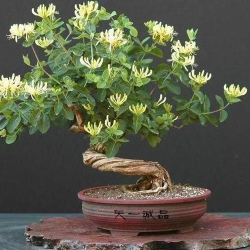 盆栽花图 v2-fc9da7ff56fa803be9856183ee6f582a_1440w.jpg?source=172ae18b