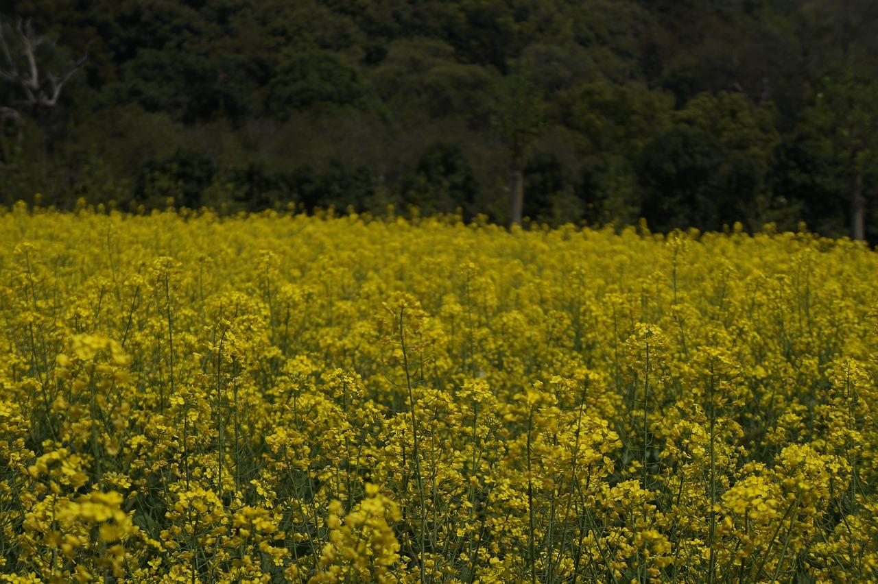 秋天的田野色彩