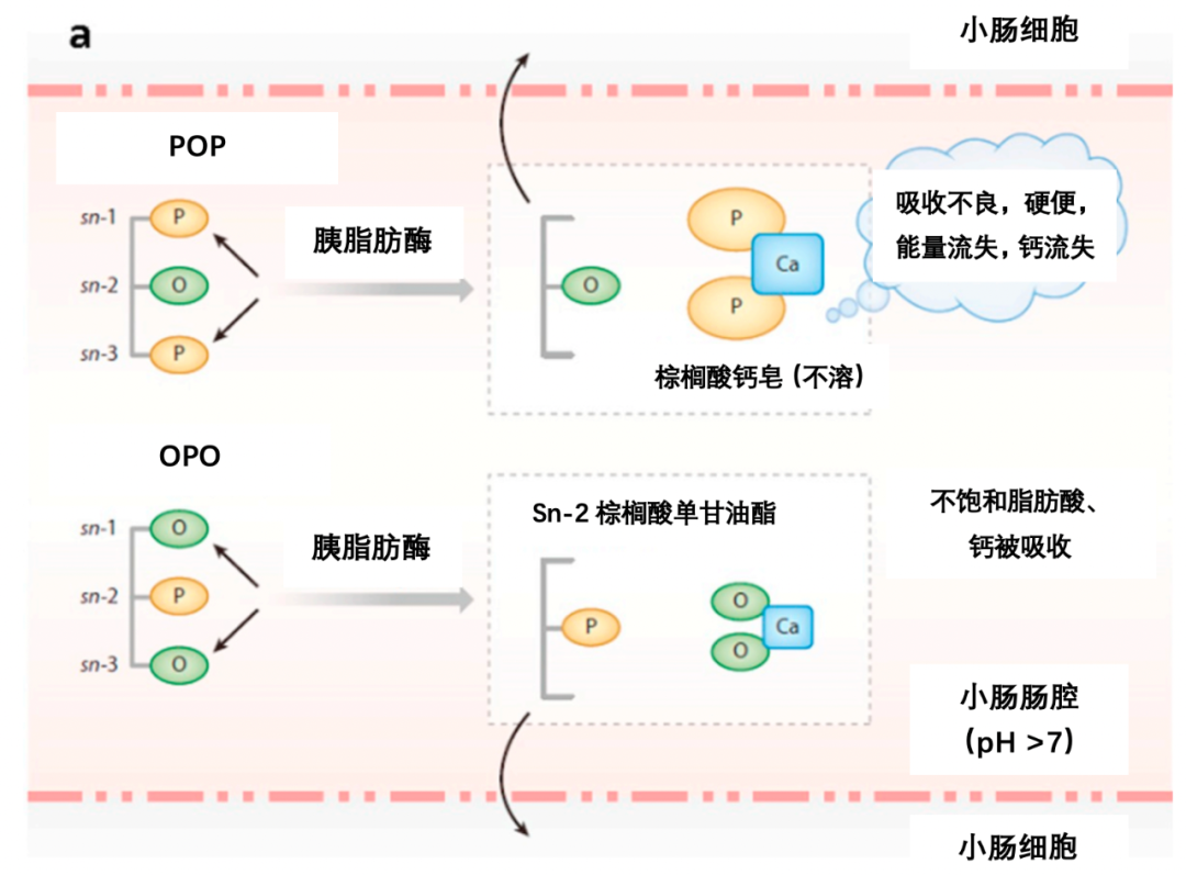 母乳sn-2棕榈酸酯在婴幼儿生长发育中的重要作用 - 知乎