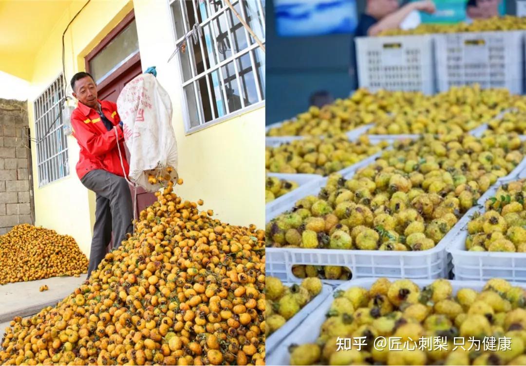 贵州刺梨种植产量加工销售规模位居全国第一 - 知乎