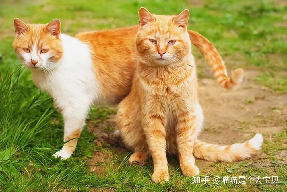 反正都是养猫，公的与母的，咋区别这么大？ - 知乎