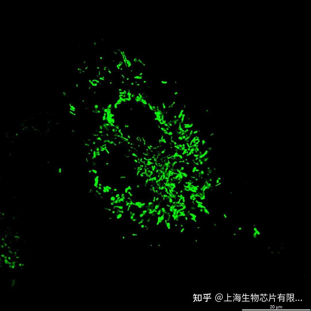 Dapi 405 亚细胞结构超高分辨显微成像系列——内质网 - 知乎