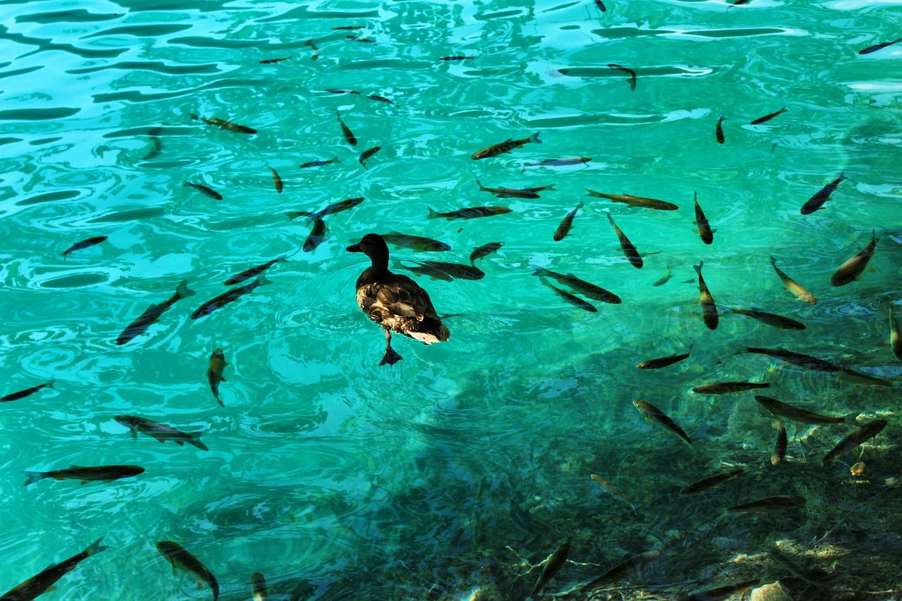 去除鱼缸杂质方法