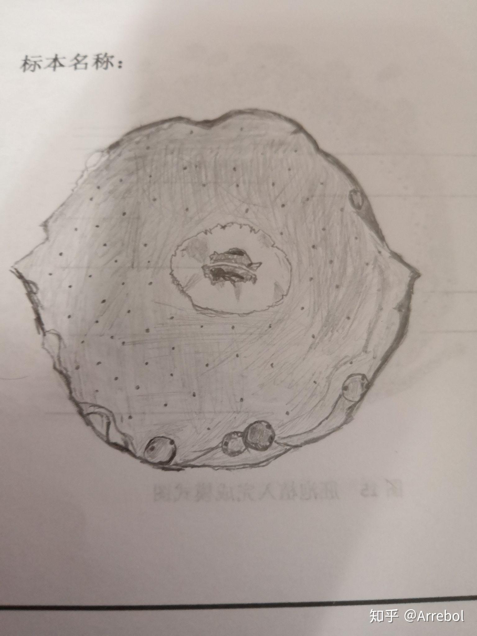 有醫學解剖組胚基礎實驗課的手繪圖嗎比如肝的髒面