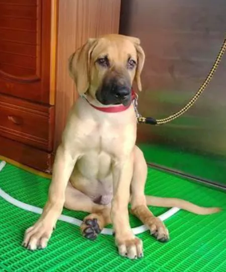 养到超大惊喜包!小黄狗长大后身高飙到一米九