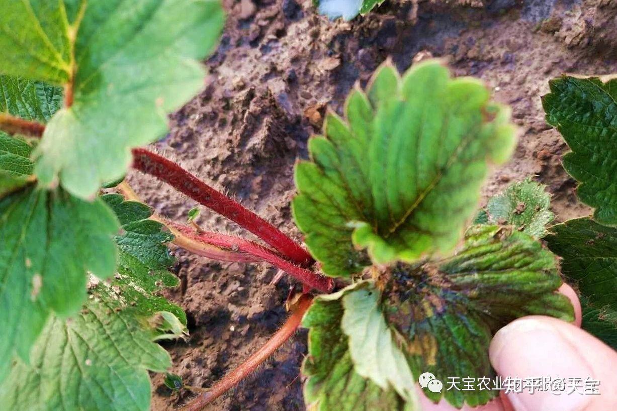 草莓根系好才最重要！ - 知乎