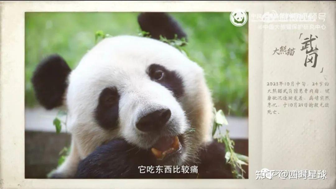 大熊猫武岗图片