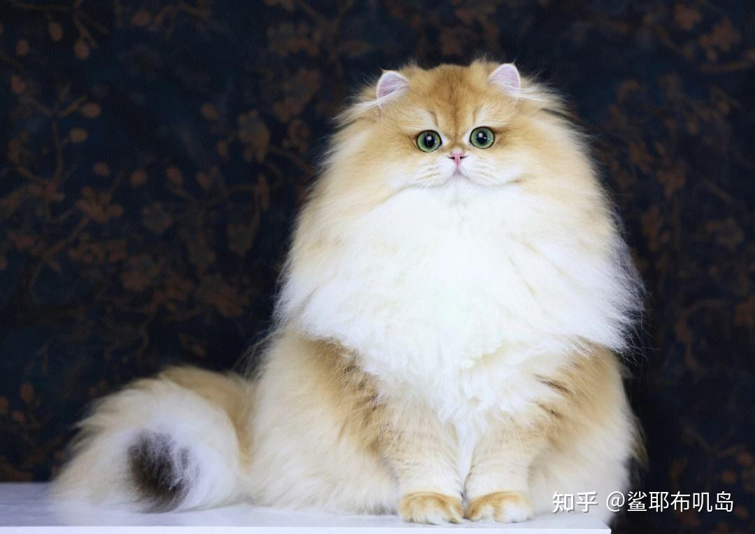 如何培养英国长毛猫的忠诚性?