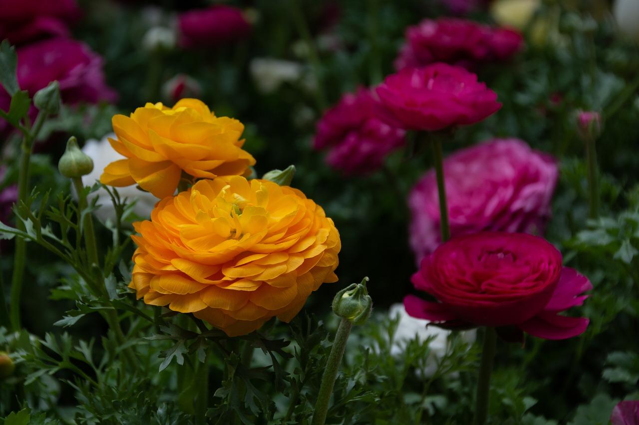 万寿菊什么时候开花