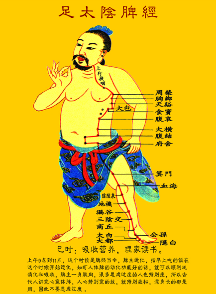 足太阴脾经