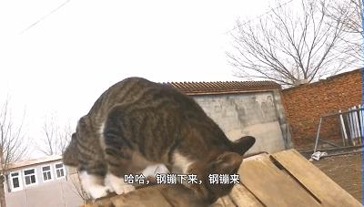 中国第一批军猫是打算萌死敌人吗