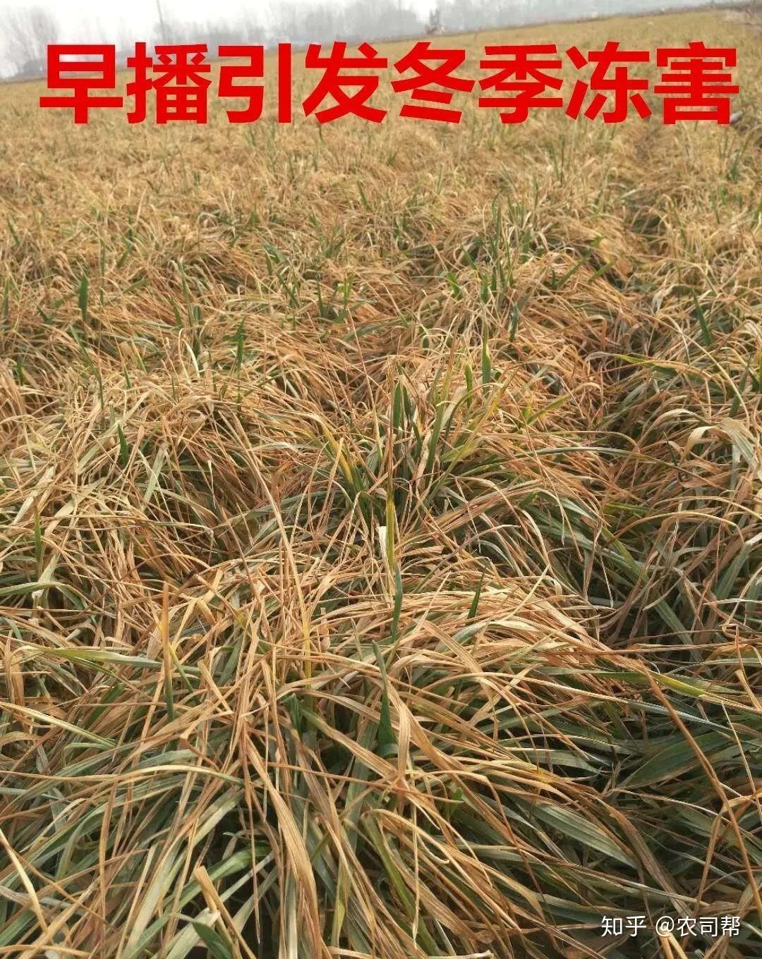 小麦的冻害与冷害是不一样的,你知道吗? - 知乎