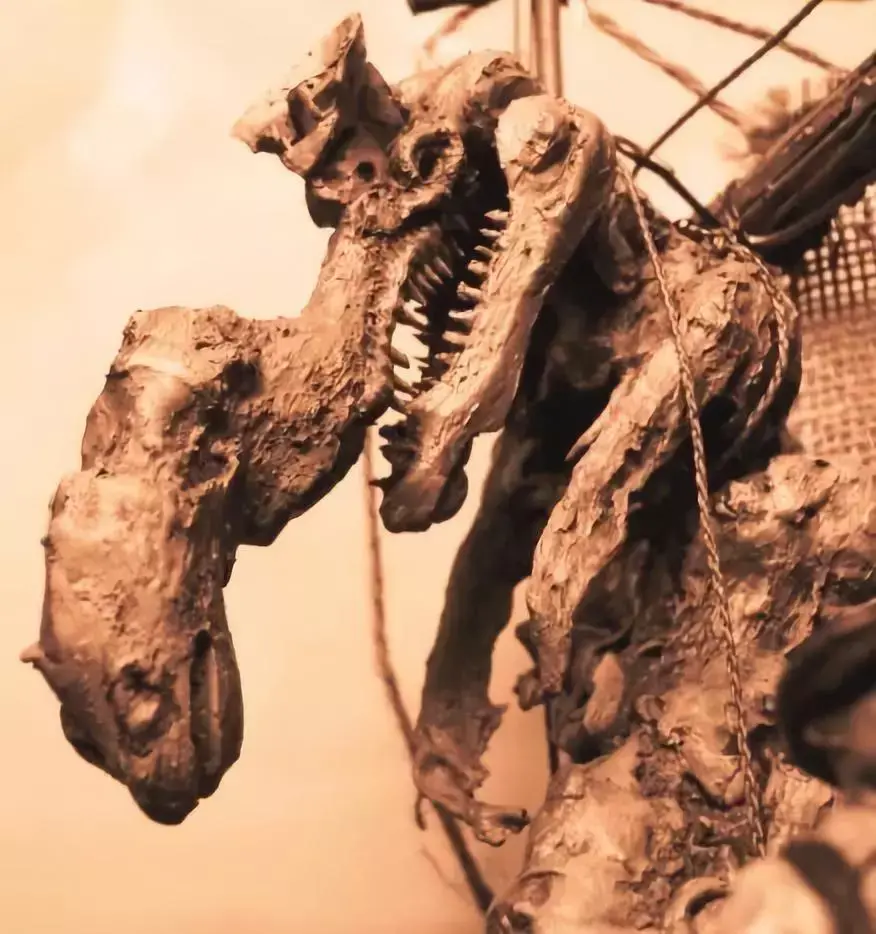 照片最清晰的未知生物,未解之谜真的无解吗?(ps导出什么最清晰)