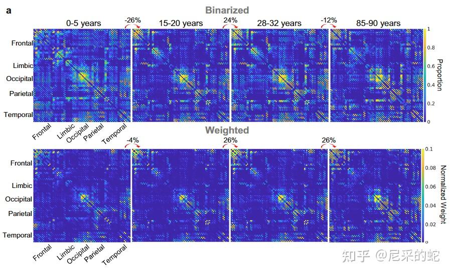科学家识别出人类大脑发育的五个不同阶段Scientists Identify Five Distinct Eras of Human ...