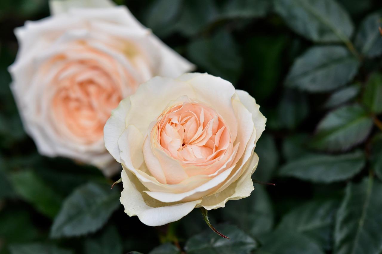 月季如何摘除花蕾