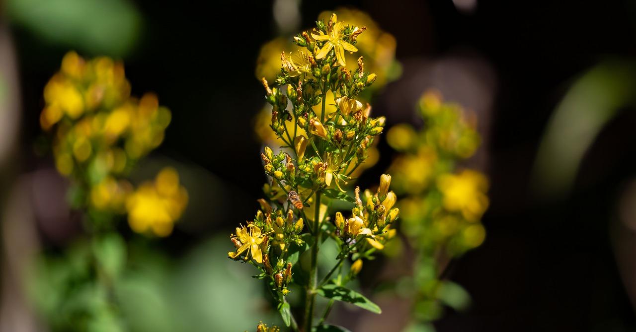 2. 连翘收益揭秘