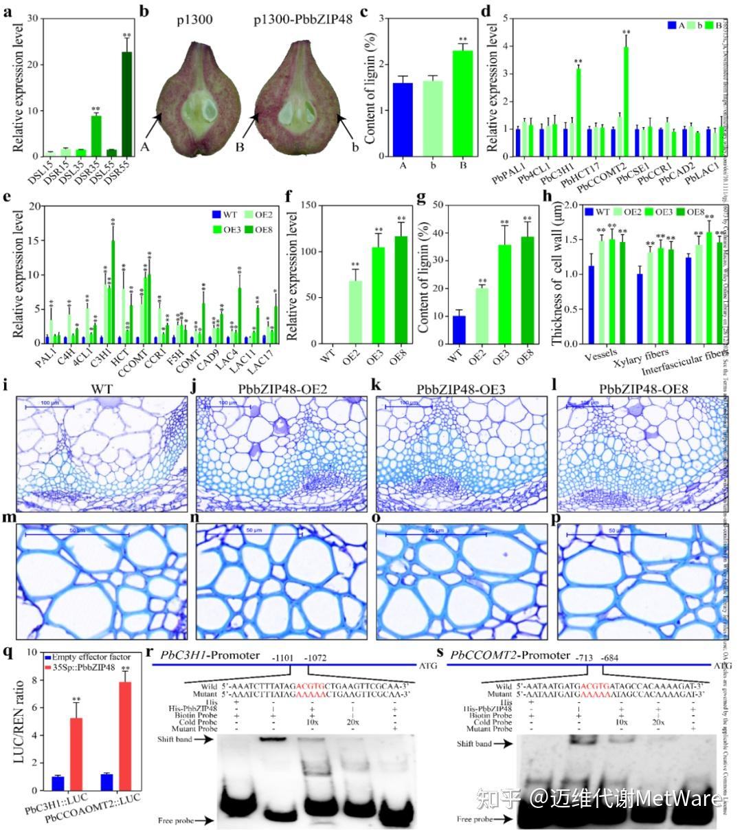 Plant Journal | 转录+蛋白+代谢解析梨果实石细胞分布差异的分子机制 - 知乎