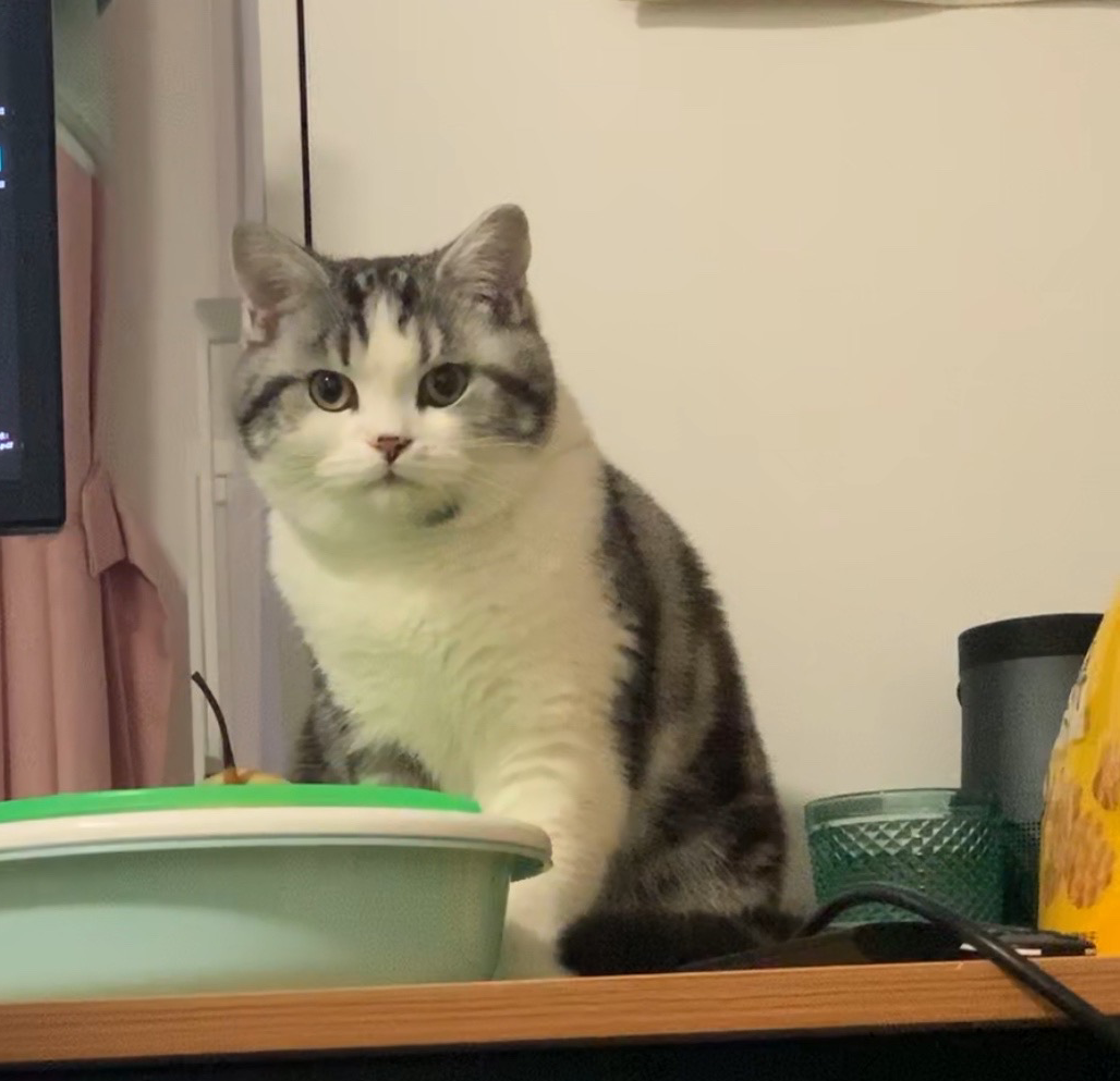 2000块钱左右的起司猫(美短加白)长大会长成土猫吗?