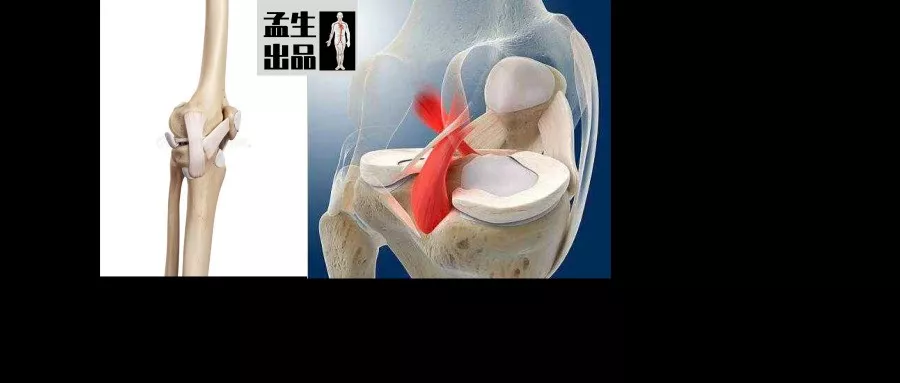 膝关节周围有着众多的韧带:髌内侧支持带, 髌外侧支持带,宽厚的胫侧副