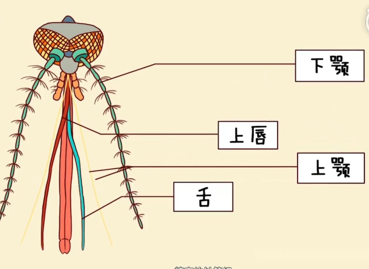蚊子为什么可以那么准确的找到血管吸血?