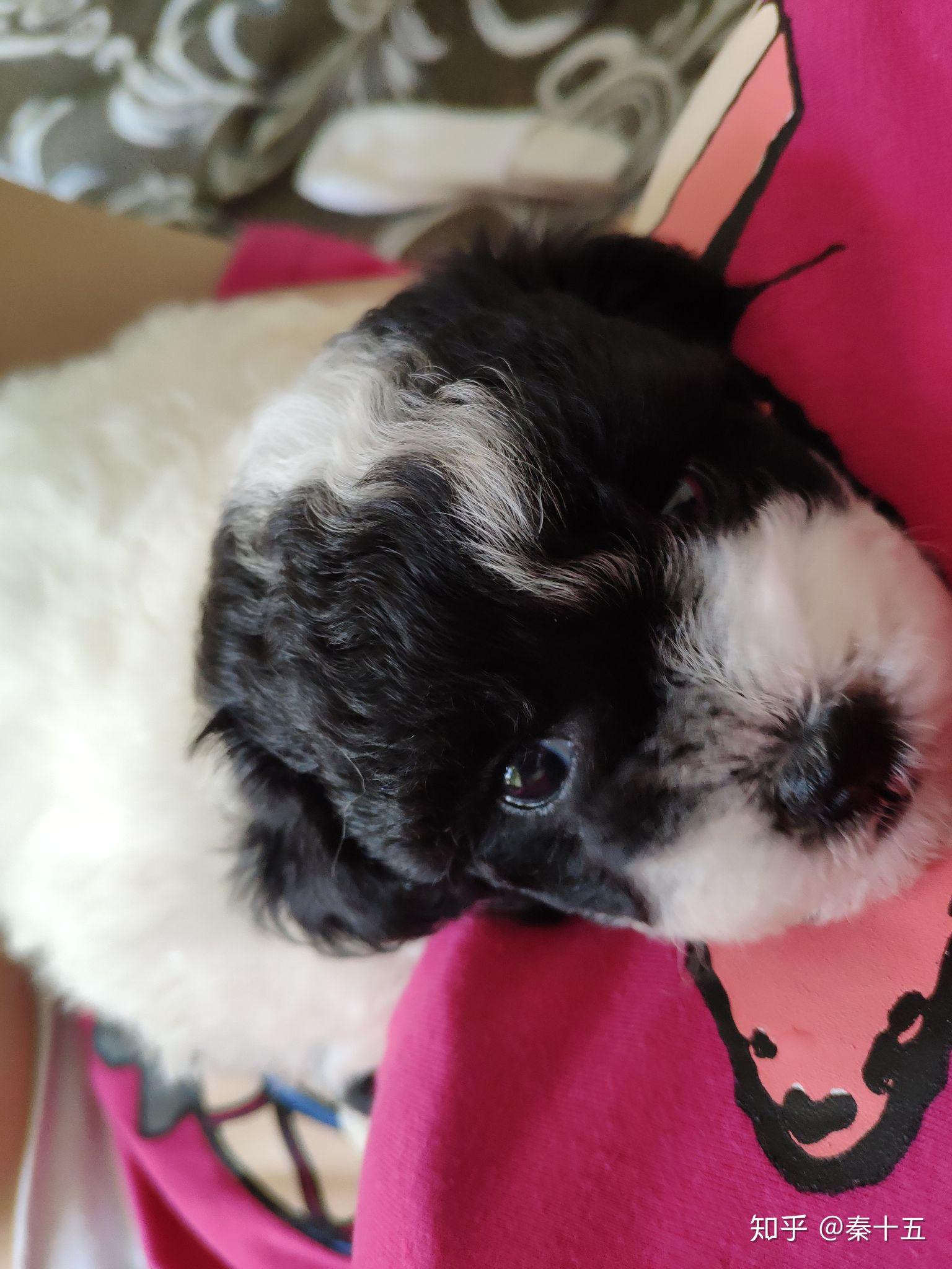 白色的比熊和灰色的泰迪,杂交会生出什么颜色的狗? - 知乎