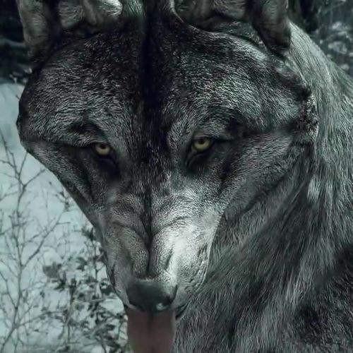 梦到自己杀了一头鹿,深层解析梦境背后的意义与象征 梦到自己杀了一头鹿,深层解析梦境背后的意义与象征