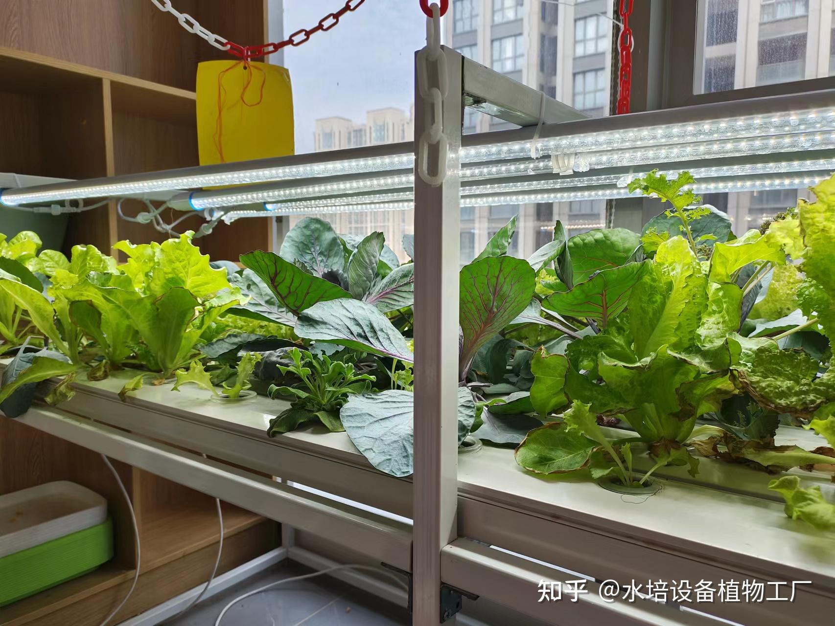 疫情在家,在室内种植水培蔬菜,长得快,不用担心没菜吃 - 知乎