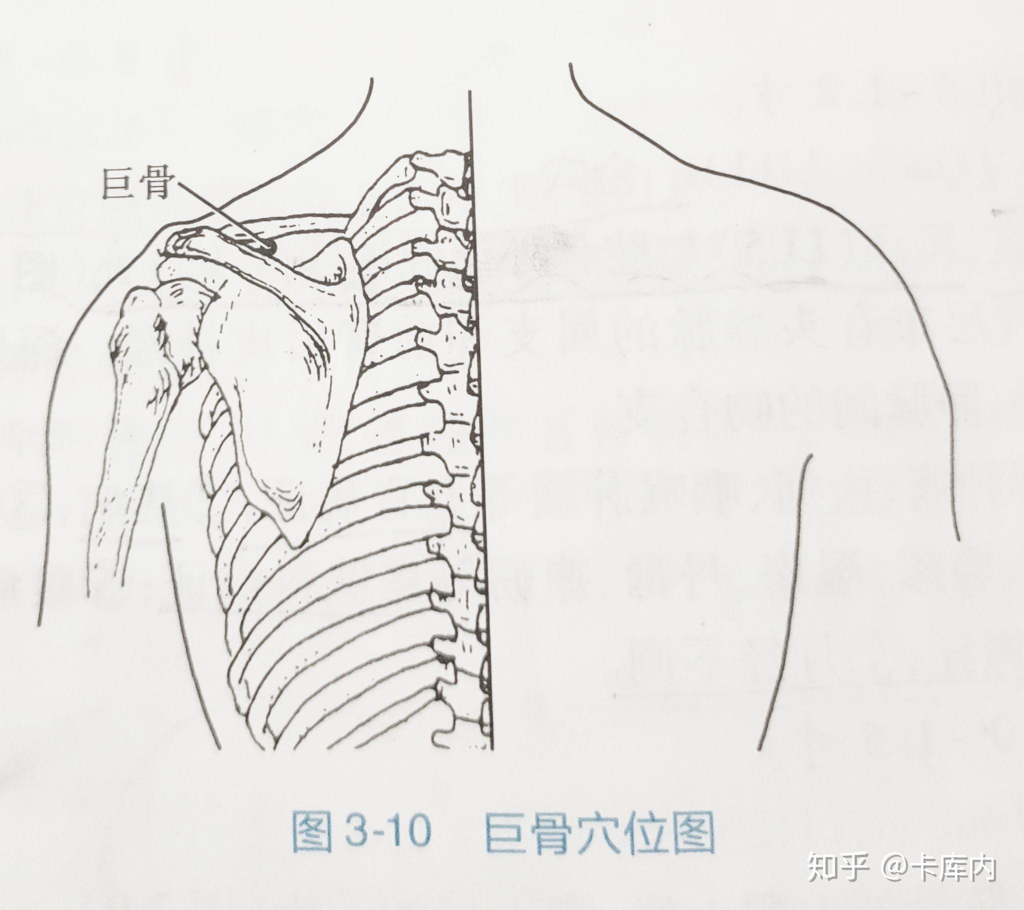 375. 颈部矢状断面(4)-基础医学-医学